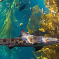 Monterey Bay Aquarium - Floresta de Kelp