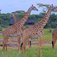 Quênia - Mara Bushtops (Masai Mara)