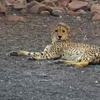 Tau Game Lodge - Madikwe