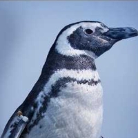 Pinguins - Long Beach