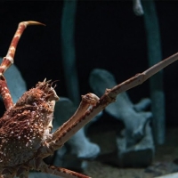 Caranguejo-aranha - Monterey