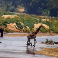 África do Sul - Rio Olifants (Greater Kruger)