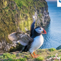 Ilha Skomer - Colônia de Papagaios-do-mar
