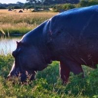 Zimbabwe - Pozza del The Hide (Hwange)