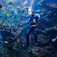 California Academy of Sciences - Korallenriff