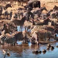 Botswana - Rio Boteti (Meno a Kwena)