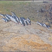 Ōamaru - Colônia de Pinguins-azuis
