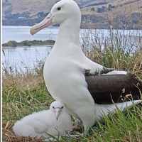 Nova Zelândia - Ninho de Albatroz-real (Royal Cam)