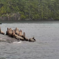Île Hanson - Plage des Otaries (Canada)