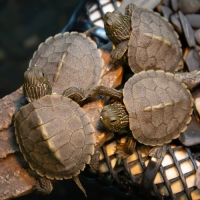 Tortugas - ECHO Burlington