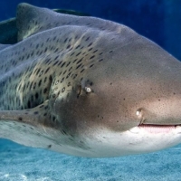 Sharks - Long Beach
