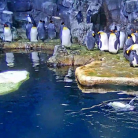 Galveston - Pinguins do Moody Gardens