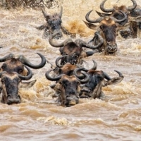 Masai Mara - Main Crossing