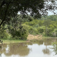 África do Sul - Djuma (Sabi Sand)