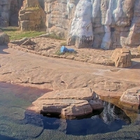 Kansas City Zoo - Eisbär