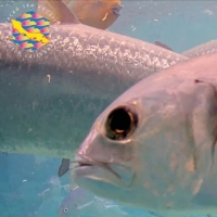 Curaçao Sea Aquarium - Unterwasserkamera