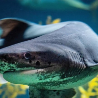 Monterey Bay Aquarium - Tubarões