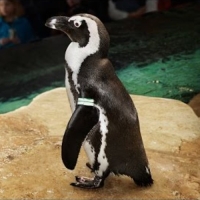 California Academy of Sciences - Brillenpinguine
