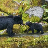 Ursos - Anan Creek, Alasca
