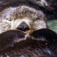 Seattle Aquarium - Lontras-marinhas