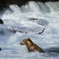 Orsi alle Riffles - Katmai