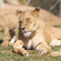 Werribee Open Range Zoo - Leões