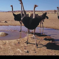 Namíbia - Bebedouro no Deserto do Namibe