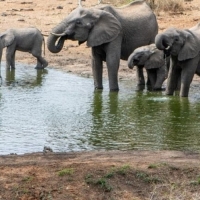 Serondella - Thornybush