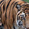 Tigre Max - Turpentine Creek