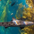 Monterey Bay Aquarium - Floresta de Kelp