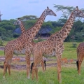 Quênia - Mara Bushtops (Masai Mara)