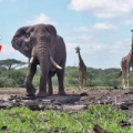 Quênia - ol Donyo Lodge (Chyulu Hills)