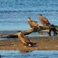 Rio Mississippi - Rota de Aves Migratórias