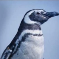 Pinguins - Long Beach