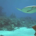 Utila - Canale di sabbia