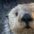 Monterey Bay Aquarium - Lontras-marinhas