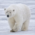 Polar Bears Cam - San Diego Zoo