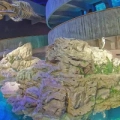 Pinguini - Acquario di Boston
