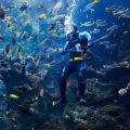 California Academy of Sciences - Arrecife de Coral