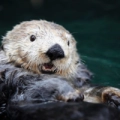 Vancouver Aquarium - Lontras-marinhas