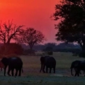 Zimbábue - Bebedouro de Linkwasha (Hwange)