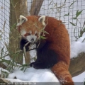 Trevor-Lovejoy Zoo - Pandas Rojos