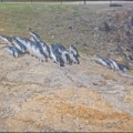 Ōamaru - Colônia de Pinguins-azuis