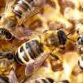 Honey Bee Hive