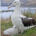 Nova Zelândia - Ninho de Albatroz-real (Royal Cam)