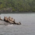 Hanson Island - Sea Lion Beach (Canada)