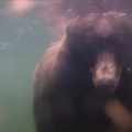 Salmoni di Katmai - Alaska