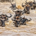 Masai Mara - Main Crossing