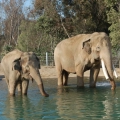 Elephants - San Diego Zoo