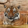 Tigers Cam - San Diego Zoo